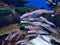 Close up image of group of fishes swimming at aquarium glass transparent window.