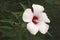 Close-up image of Halberdleaf hibiscus flower