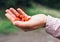 Close up image a handful wild strawberry in woman hand