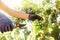 Close up image hands with scissors cutting a grape bunches. Vintage time working people concept image