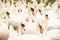 Close-up image of a herd of white Mute Swans - Cygnus Olor