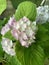 Close up image of Hydrangea,ping petals ,green leaves ,garden.