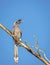 Close up image of Indian grey hornbill sitting on a dry tree.