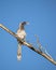 Close up image of Indian grey hornbill sitting on a dry tree branch with clear blue sky background