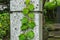 Close-up image of Ivy on stone pillar in small shinto shrine, Kanazawa city, Ishikawa Prefecture, Japan