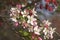 Close-up image of Japanese flowering crabapple flowers
