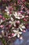 Close-up image of Japanese flowering crabapple flowers