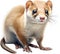 A close-up image of a Japanese Weasel. Ai-Generated.