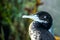 Close up image of a Juvenile Pied Shag