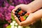 Close-up image of kid hands holding black currant and strawberry. Young girl holding fresh berries after harvest from garden.