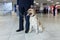 Close up image of a Labrador dog for detecting drugs at the airport standing near the customs guard. Horizontal view