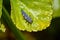 Close up image of a Ladybug larva