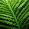 Close Up Image Of Large Fern Leaf With Organic Contours