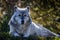 Close up image of a large timber wolf lying down with the sun streaming through the trees behind him