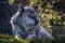 Close up image of a large timber wolf lying in a forest.