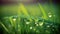 Close-up image of leaves and grasses with water drops in the morning.