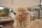 Close up image of light brown alpaca`s head. llamas at the Alpaca World, South Korea