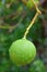 Close Up Image of Lime fruit growing from a tree in Rodrigues Island, Mauritius