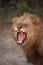 A close up image of a lion in mid yawn, roar, or sneeze.