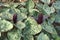 Close-up image of Little Sweet Betsy plant with flower