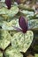 Close-up image of Little Sweet Betsy plant with flower