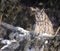 Close up image of a Long Eared Owl