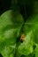 Close-up image of a long-legged butterfly, Nemophora degeerella. Green leaf