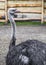 Close- up image of a long- necked ostrich