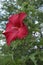 Close-up image of Lord Baltimore hardy hibiscus flower