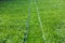 Close up image of lush, fresh green cut grass road on the lawn after raking and mowing in garden. Cleaning and caring