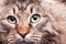 Close up image of maine coon breed looking in the camera