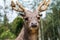 Close up image of a male deer with horns. A Stag looking at the camera