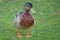 Close up image of a male mallard duck standing in the grass at the side of a pond.