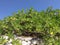 Close up image of Manchineel trees