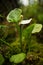 Close up image of a marsh calla