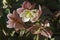 Close-up image of Merlin Lenten rose flowers