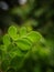 Close up image of the Moringa leaves