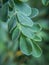 Close up image of the Moringa leaves.  Kelor