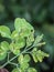 Close up image of the Moringa leaves.  Kelor