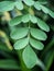 Close up image of the Moringa leaves.  Kelor