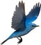 Close-up image of a Mountain Bluebird. AI-generated.