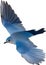 Close-up image of a Mountain Bluebird. AI-generated.