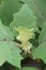 Close-up image of Naranjilla flowers and leaves