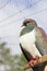 Close up image of a New zealand Kereru Pigeon