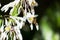 Close up image of New Zealand Renga Renga flowers