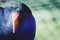 Close up image of a New Zealand Takahe with copy space