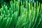 Close up image of Norfolk Island Pine branches