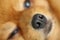 Close up image, nose pomeranian dog