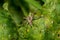 A close up image of a Nursery Web Spider, Pisaura mirabilis