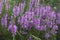 Close-up image of Obedient Plant flowers